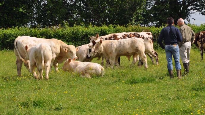 Veaux charolais