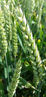Variété de blé Chevignon de Saaten-Union