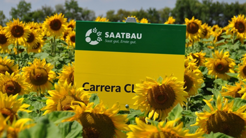  Carrera CL, nouveauté tournesol 2017. (©Saatbau)