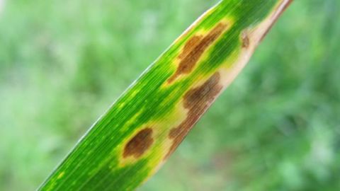 Bayer innove avec un fongicide prêt à l'emploi associant deux SDHI et une triazole. (©Terre-net Média)