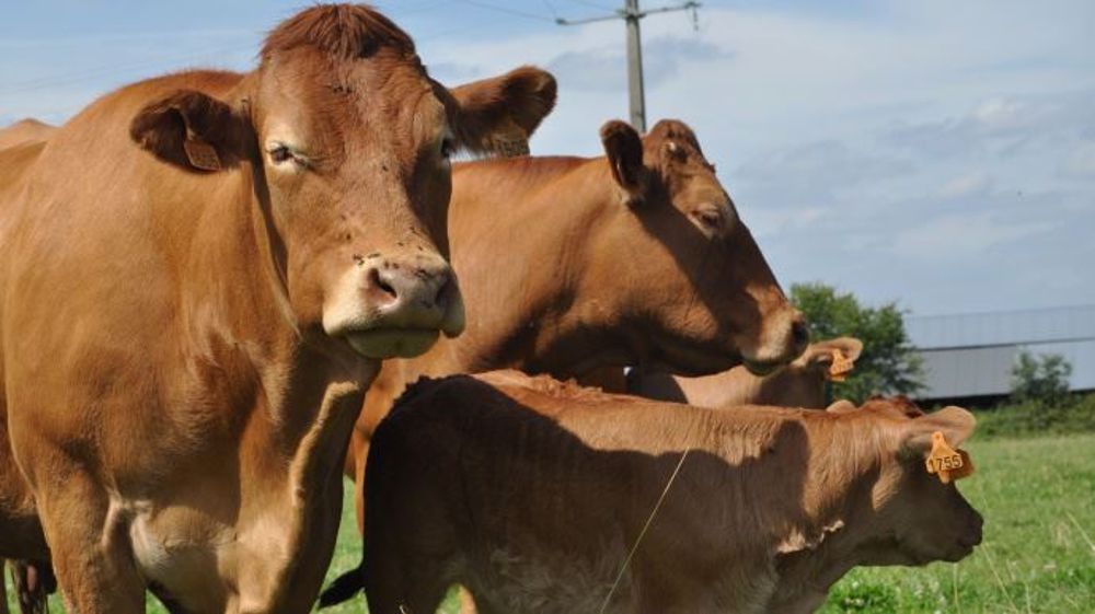 Le ministère annonce le versement du solde des aides couplées animales 2016 sur le compte des agriculteurs. (©Terre-net Média)