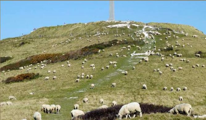 Moutons Boulonnais pâturant sur les caps de la Côte d'Opale