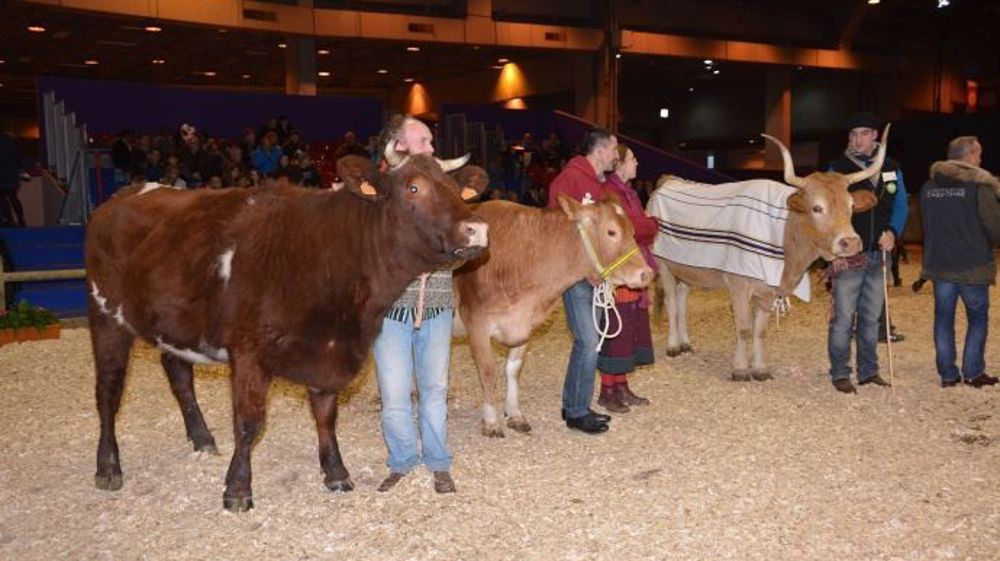 Au Sia en 2016, les vaches armoricaine et Froment du Léon sur le ring. (©Terre-net Média)