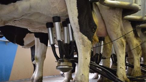 L’Europe a exporté 1,2 milliard de litres de lait en moins qu’un an auparavant pour la seule poudre de lait écrémé. (©Terre-net Média)
