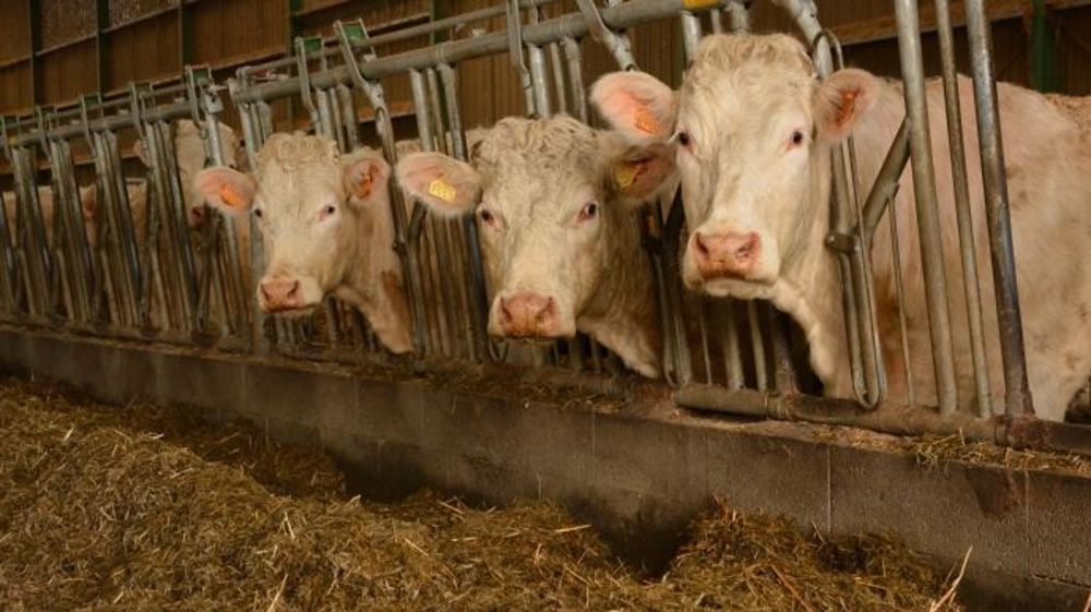 Le versement aux éleveurs de 150 euros par jeune bovin de moins de 360 kilos abattu est prolongé jusqu'en avril. (©Terre-net Média)
