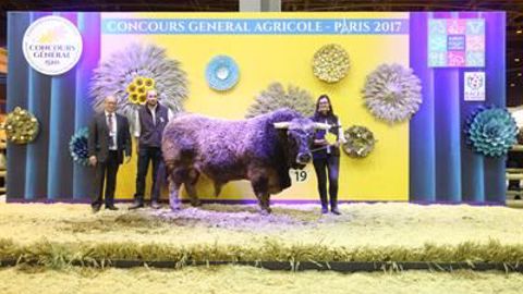 Helvétique, champion mâle Aubrac (©Sia) Helvétique, champion mâle Aubrac (©Sia)