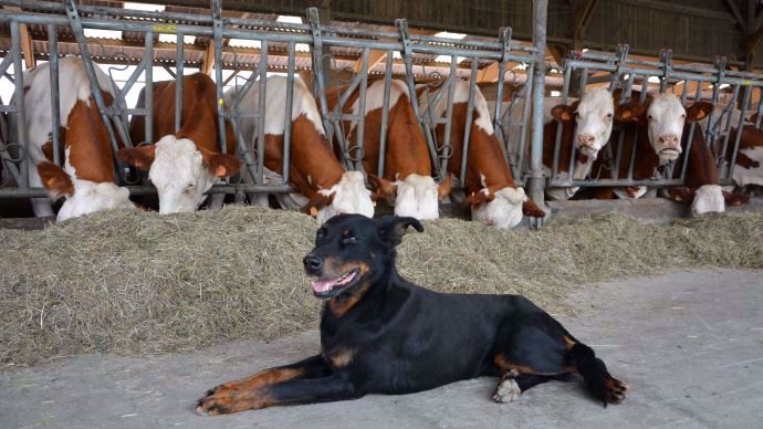 Chien beauceron troupeau de vaches montébliardes