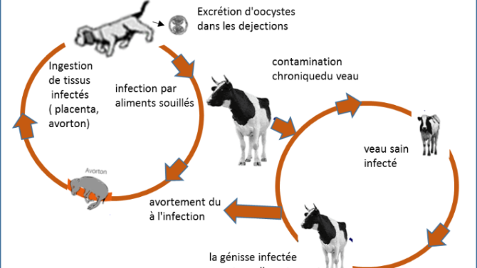 Cycle de vie de neospora caninum