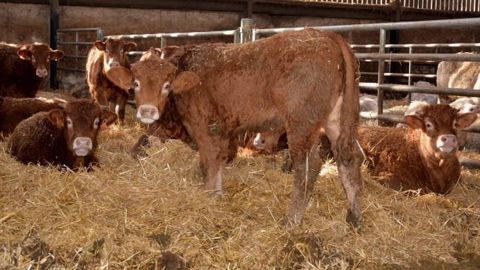 Le secteur de la viande emploie plus de 7 millions de personnes et représente 15 % des exportations brésiliennes. (©Terre-net Média)