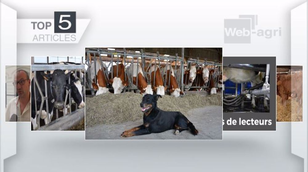 Articles les plus lus cette semaine sur Web-agri. (©Terre-net Média )