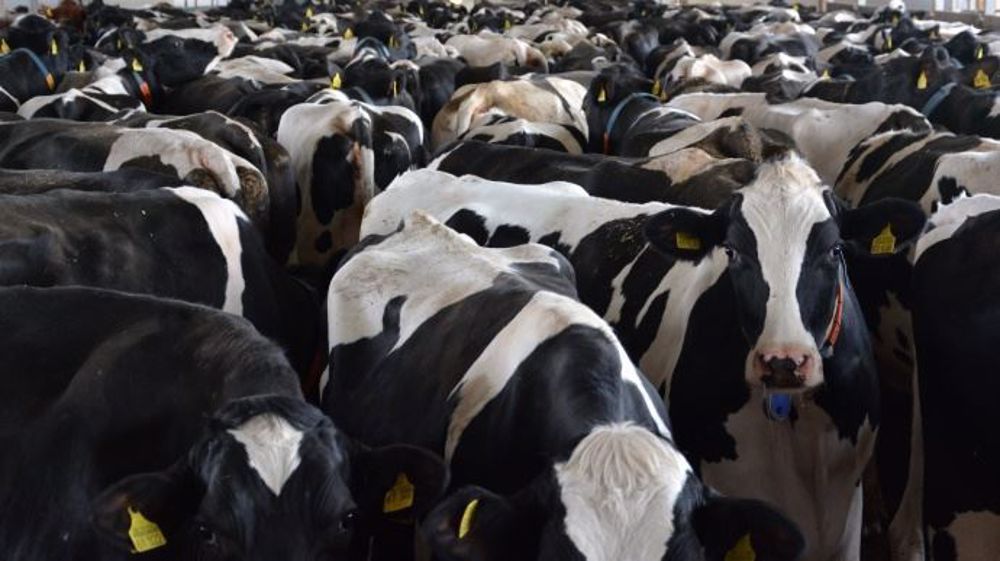 Vantant le retour à l'élevage à l'herbe, le Collectif Plein Air appelle la FNSEA a « produire moins et mieux ».(©Terre-net Média)