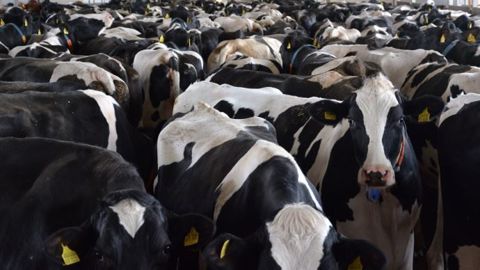 Vantant le retour à l'élevage à l'herbe, le Collectif Plein Air appelle la FNSEA a « produire moins et mieux ».(©Terre-net Média)