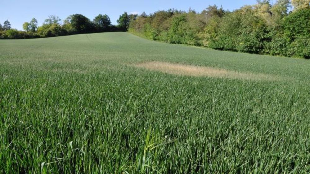 En l'absence de pluie, la valorisation de l'azote sera identique entre un engrais foliaire et l'ammonitrate. (©Arvalis)