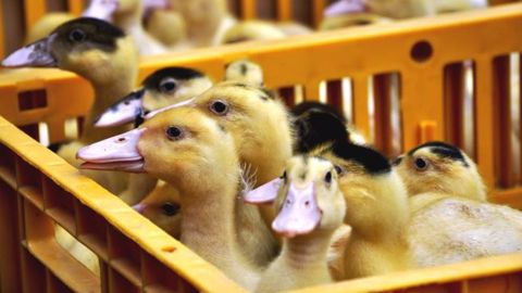 Le ministère de l'agricutlure a décrété jeudi 4 mai 2017 la fin de l'épizootie de grippe aviaire. (©Terre-net Média)