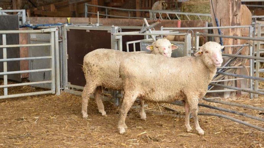 En Belgique, les sacrifices rituels des moutons devront être précédés d'un étourdissement électrique. (©Terre-net Média)