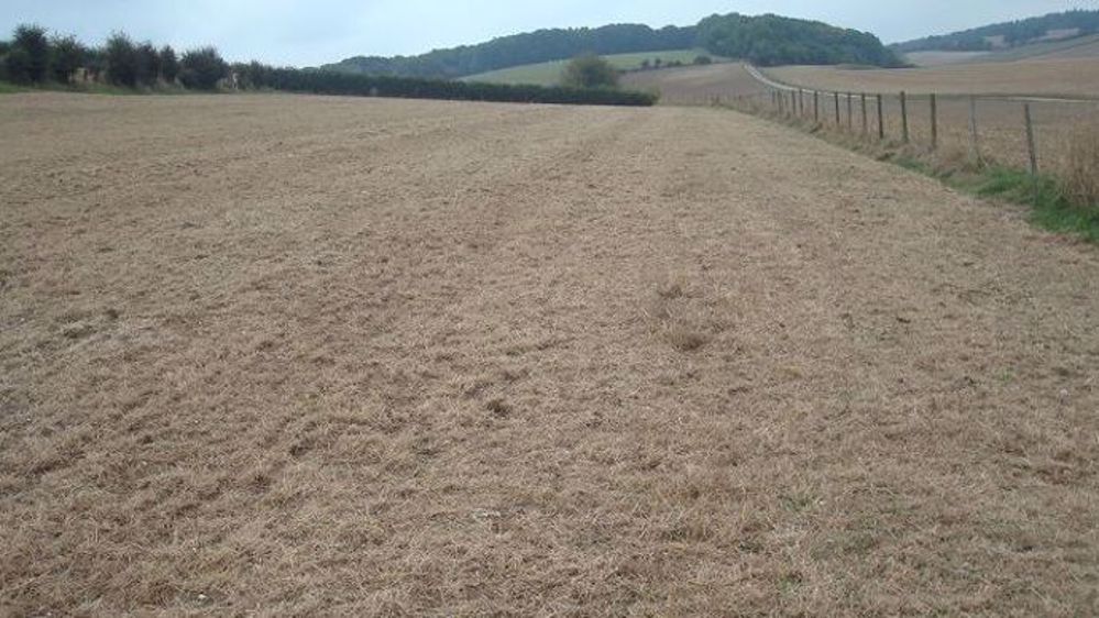 Parcelle désherbée totalement et prête à être semée en semis direct. (©Gnis)