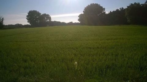 Une parcelle de riz Gageron semée à sec en Camargue. (©Trame) Une parcelle de riz Gageron semée à sec en Camargue. (©Trame)