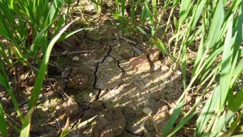 L'Hexagone a connu un déficit pluviométrique proche de 30 % sur les six derniers mois. (©Terre-net Média) L'Hexagone a connu un déficit pluviométrique proche de 30 % sur les six derniers mois. (©Terre-net Média)
