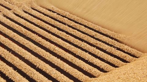 Le PBO sort de la liste des produits insecticides utilisables au stockage des grains bio. (©NCornec/Arvalis)