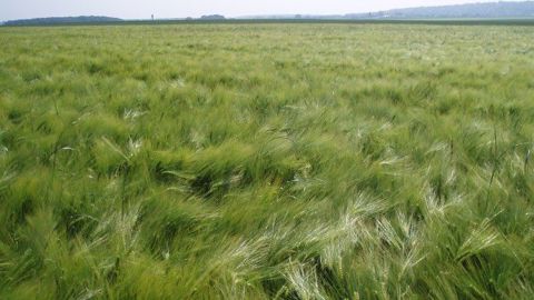 En 2017, les surfaces d'orge sont en hausse de 20 % en France par rapport à la moyenne sur 10 ans. (©Terre-net Média)