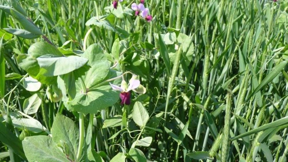 Les associations de céréales et légumineuses sont une des pistes à suivre pour une agriculture économe en intrants. (©Terre-net Média)