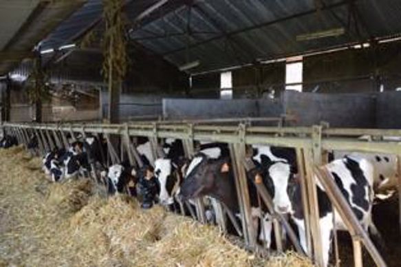 Suite à l’arrêt de la production laitière, Bertrand Colleu  s’est orienté vers l’élevage de génisses  pour d’autres agriculteurs
