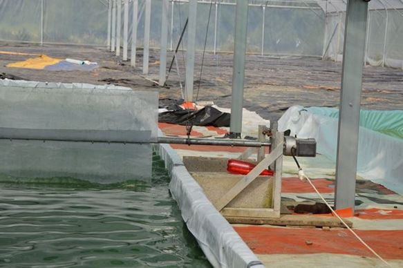 moteur dans un bassin de spiruline