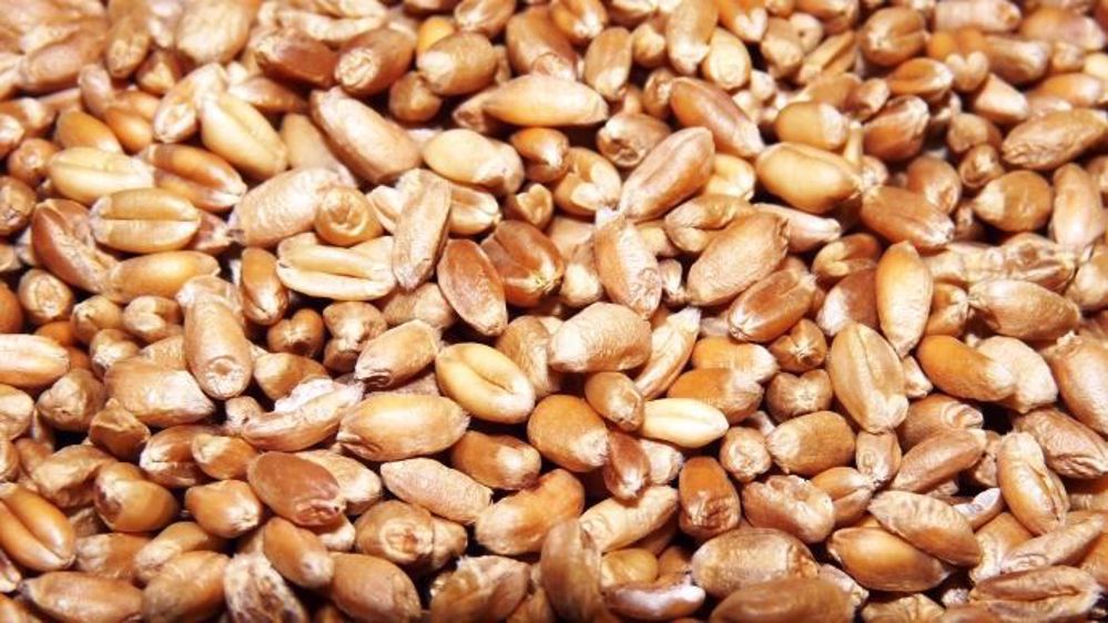 Même si les rendements de blé tendre ne sont pas très bons, la qualité exceptionnelle devrait permettre de répondre à la demande du marché. (©Terre-net Média)