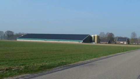 La problématique la plus ancienne aux Pays-Bas est l’impact sur l’environnement, en lien avec une densité animale dans les élevages historiquement très forte. (©Ifip-institut du porc) La problématique la plus ancienne aux Pays-Bas est l’impact sur l’environnement, en lien avec une densité animale dans les élevages historiquement très forte. (©Ifip-institut du porc)