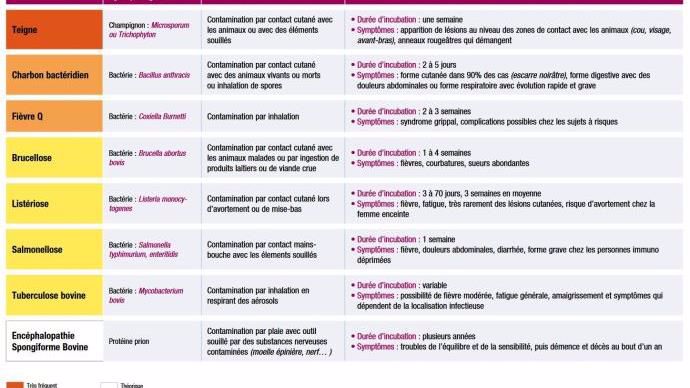 La MSA a classé par fréquence les principales zoonoses causées par les bovins. Parmi elles, on retrouve la teigne (les dartres), le charbon bactéridien et la fièvre Q