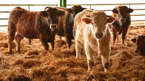 L'activité consisterait à « accueillir des bandes de jeunes bovins, pour mise en quarantaine sanitaire durant cinq semaines avant d'être exportés vers des centres d'engraissement en France ou à l'étranger. (©Terre-net Média)