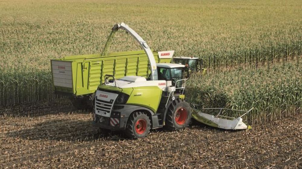 L'ensilage de maïs par la méthode shredlage apporte plus d'amidon disponible et des fibres plus dégradables. Les valeurs nutritionnelles du maïs sont alors supérieures et permettent une augmentation de la production laitière de 1,2 litre/vache/jour. (©Claas)