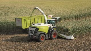 L'ensilage de maïs par la méthode shredlage apporte plus d'amidon disponible et des fibres plus dégradables. Les valeurs nutritionnelles du maïs sont alors supérieures et permettent une augmentation de la production laitière de 1,2 litre/vache/jour. (©Claas) L'ensilage de maïs par la méthode shredlage apporte plus d'amidon disponible et des fibres plus dégradables. Les valeurs nutritionnelles du maïs sont alors supérieures et permettent une augmentation de la production laitière de 1,2 litre/vache/jour. (©Claas)
