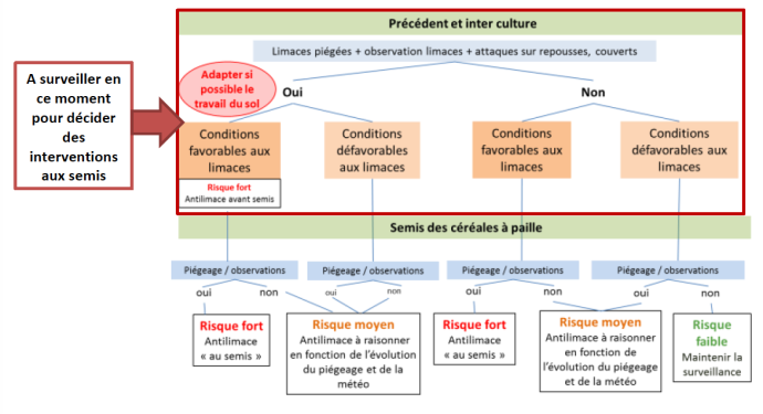 Décider d'intervenir ou non contre les limaces.