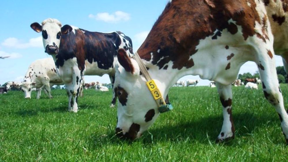 Le rayonnement encore suffisant, des températures clémentes, l'arrière effet de la sècheresse estivale et la durée du jour permettent encore une bonne productivité de l'herbe en automne et donc une exploitation en pâturage. (©Gnis)