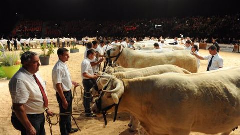 Vous pourrez suivre en direct sur Web-agri les concours animaux. (©Sommet de l'élevage)