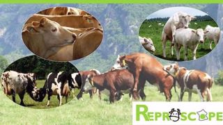 Reproscope accompagne les éleveurs dans la gestion de la reproduction en leur proposant un observatoire national des performances. (©Reproscope) Reproscope accompagne les éleveurs dans la gestion de la reproduction en leur proposant un observatoire national des performances. (©Reproscope)
