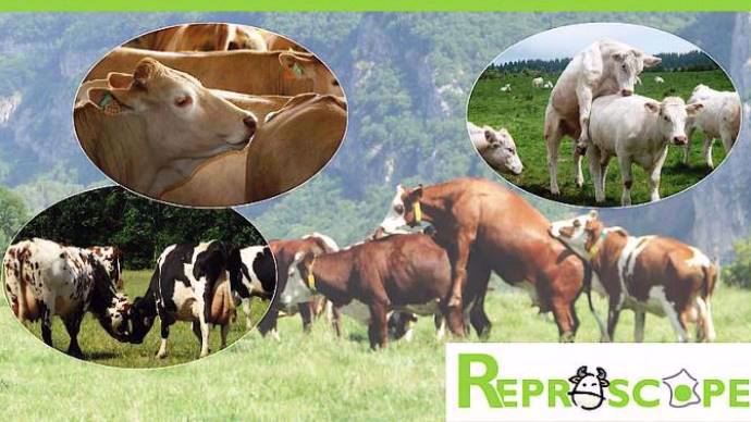 Reproscope accompagne les éleveurs dans la gestion de la reproduction en leur proposant un observatoire national des performances