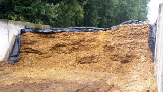 Un sondage de Web-agri révèle que 59,1 % des éleveurs attendent au moins deux semaines avant d'ouvrir leur nouveau silo de maïs. C'est un bon début mais l'idéal serait d'attendre un mois et demi à deux mois pour qu'il se stabilise. (©Terre-net Média) Un sondage de Web-agri révèle que 59,1 % des éleveurs attendent au moins deux semaines avant d'ouvrir leur nouveau silo de maïs. C'est un bon début mais l'idéal serait d'attendre un mois et demi à deux mois pour qu'il se stabilise. (©Terre-net Média)