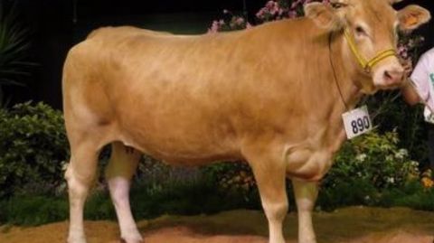 Hibelle et Leroi sacrés en Blonde d'Aquitaine