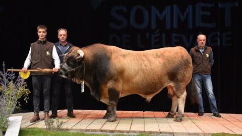 Dragonne et Igor, les nouveaux champions de la race Aubrac