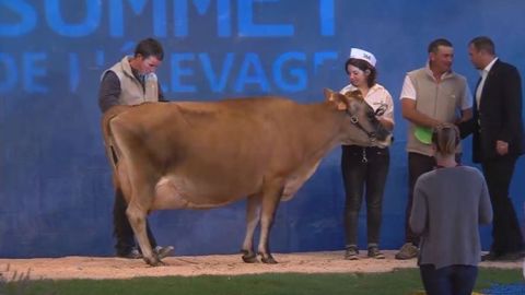 Fauvette, championne de la race jersiaise. (©Sommet de l'élevage)