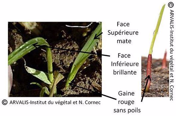 Ray-grass