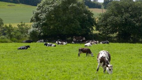 Génocellules, du groupe Seenergi, permet de déterminer le taux cellulaire de chaque vache à partir d'un seul échantillon de lait de tank. (©Seenergi) Génocellules, du groupe Seenergi, permet de déterminer le taux cellulaire de chaque vache à partir d'un seul échantillon de lait de tank. (©Seenergi)