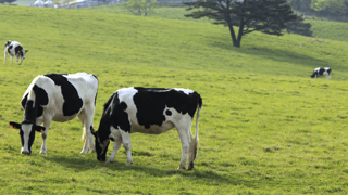 L'appel des prés est le nouveau lait commercialisé par Lactel en faveur du bien-être animal et du respect de l'environnement. (©Lactel) L'appel des prés est le nouveau lait commercialisé par Lactel en faveur du bien-être animal et du respect de l'environnement. (©Lactel)