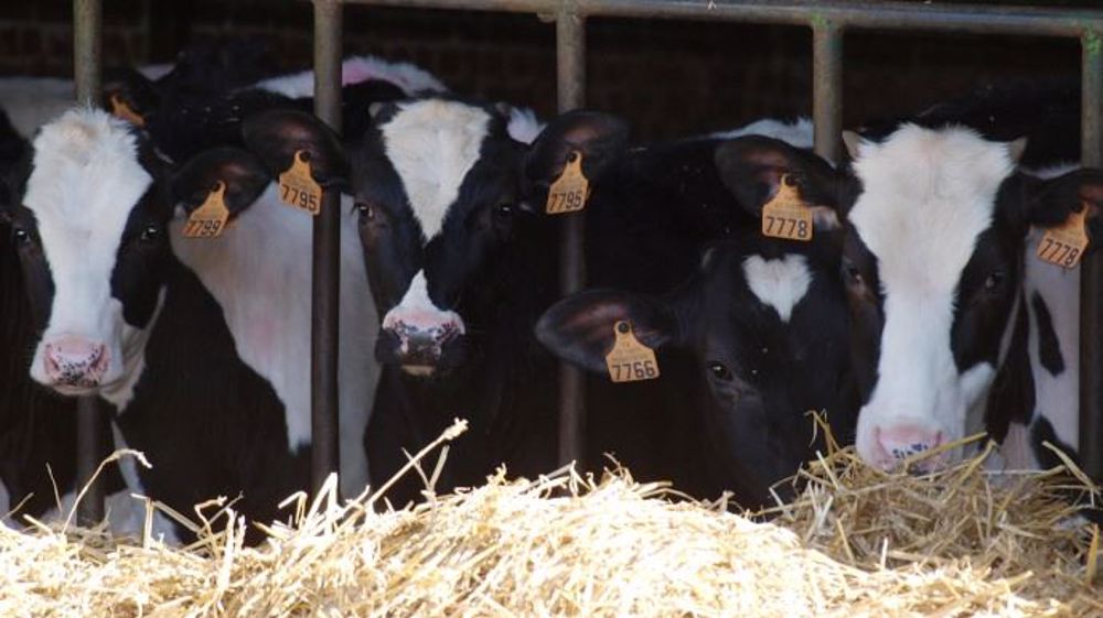 La pesée des génisses laitières permet de vérifier les GMQ et d'ajuster la ration en fonction de l'objectif d'âge au vêlage. (©Oxygen)