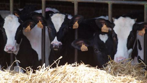 La pesée des génisses laitières permet de vérifier les GMQ et d'ajuster la ration en fonction de l'objectif d'âge au vêlage. (©Oxygen)