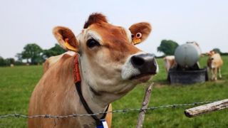 La journée porte ouverte consacrée à la Jersiaise aura lieu le mercredi 29 novembre dans la Manche (50) (©Jersiaise France) La journée porte ouverte consacrée à la Jersiaise aura lieu le mercredi 29 novembre dans la Manche (50) (©Jersiaise France)