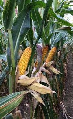 Maïs Syngenta