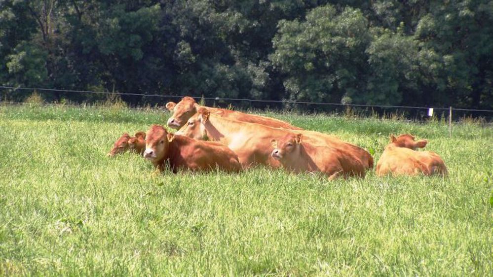Le secteur de la viande bovine européenne pourrait être impacté par cet accord. (©Terre-net Média)